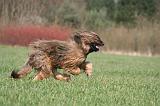 BRIARD 146